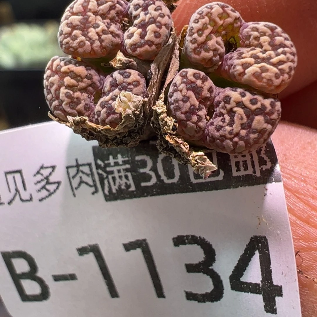 多肉植物1111111111111