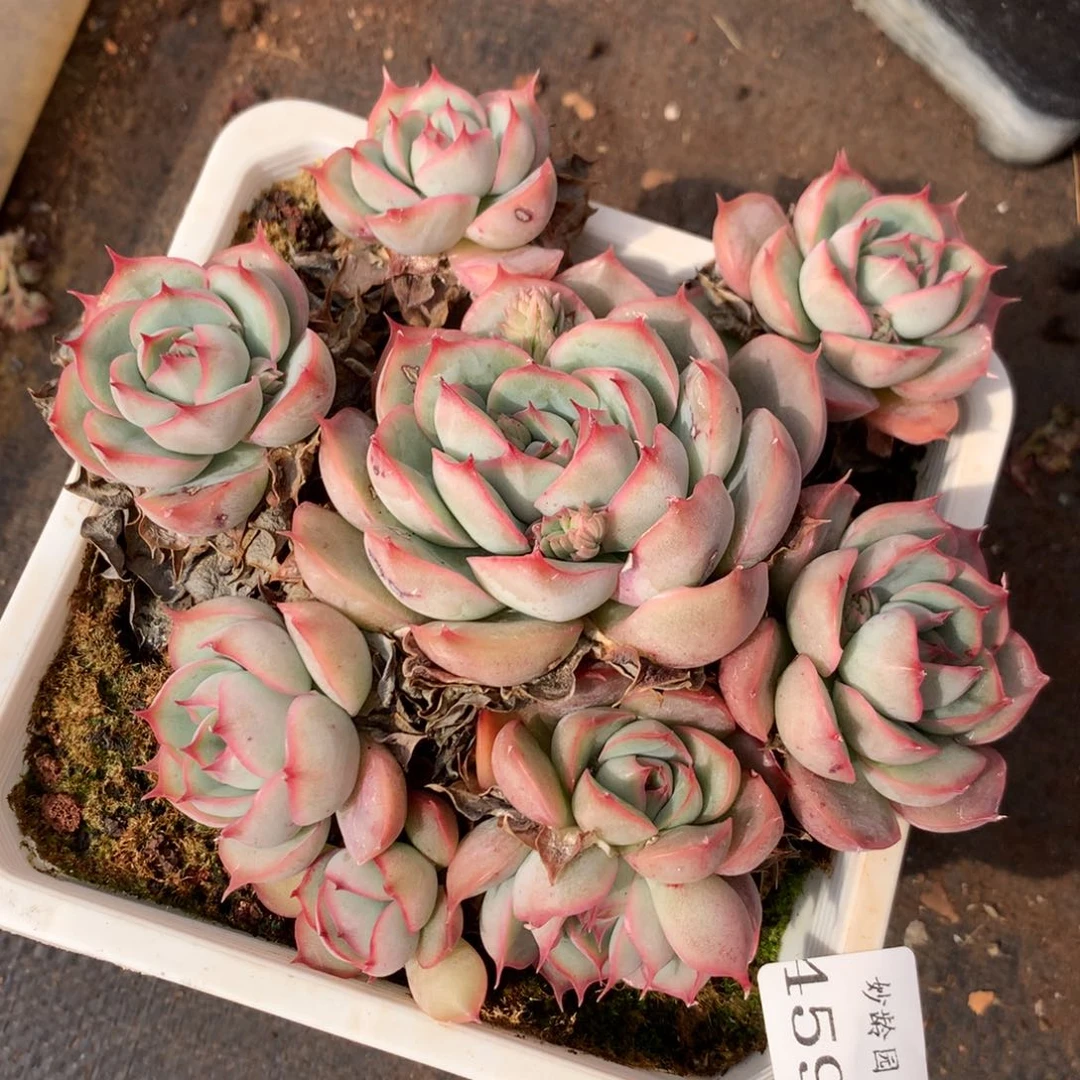 4598新年快乐发发发