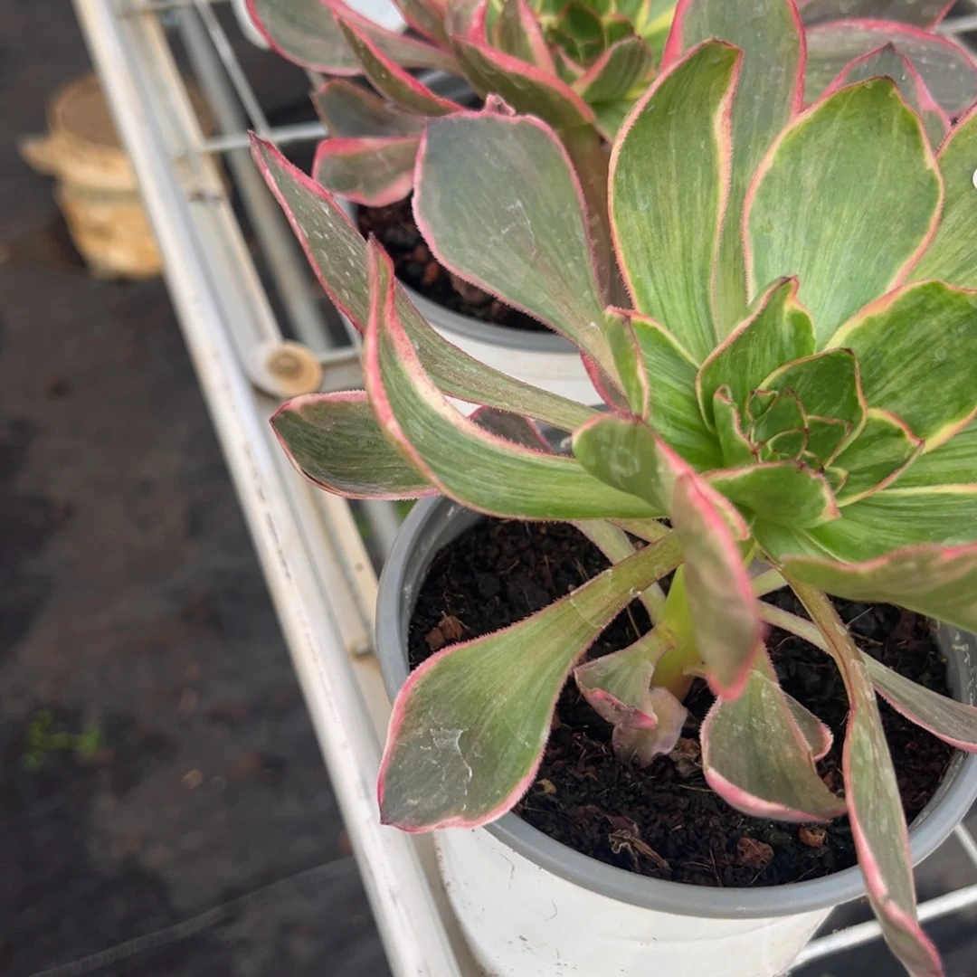 苹***艺180181恶魔之眼两颗