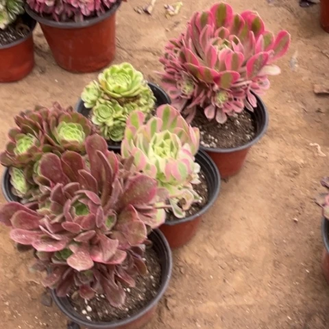 655多肉植物组合