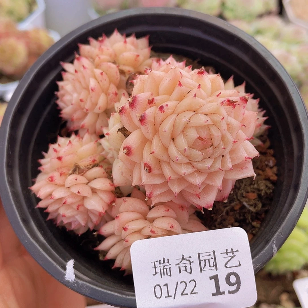 00000000000019量拍