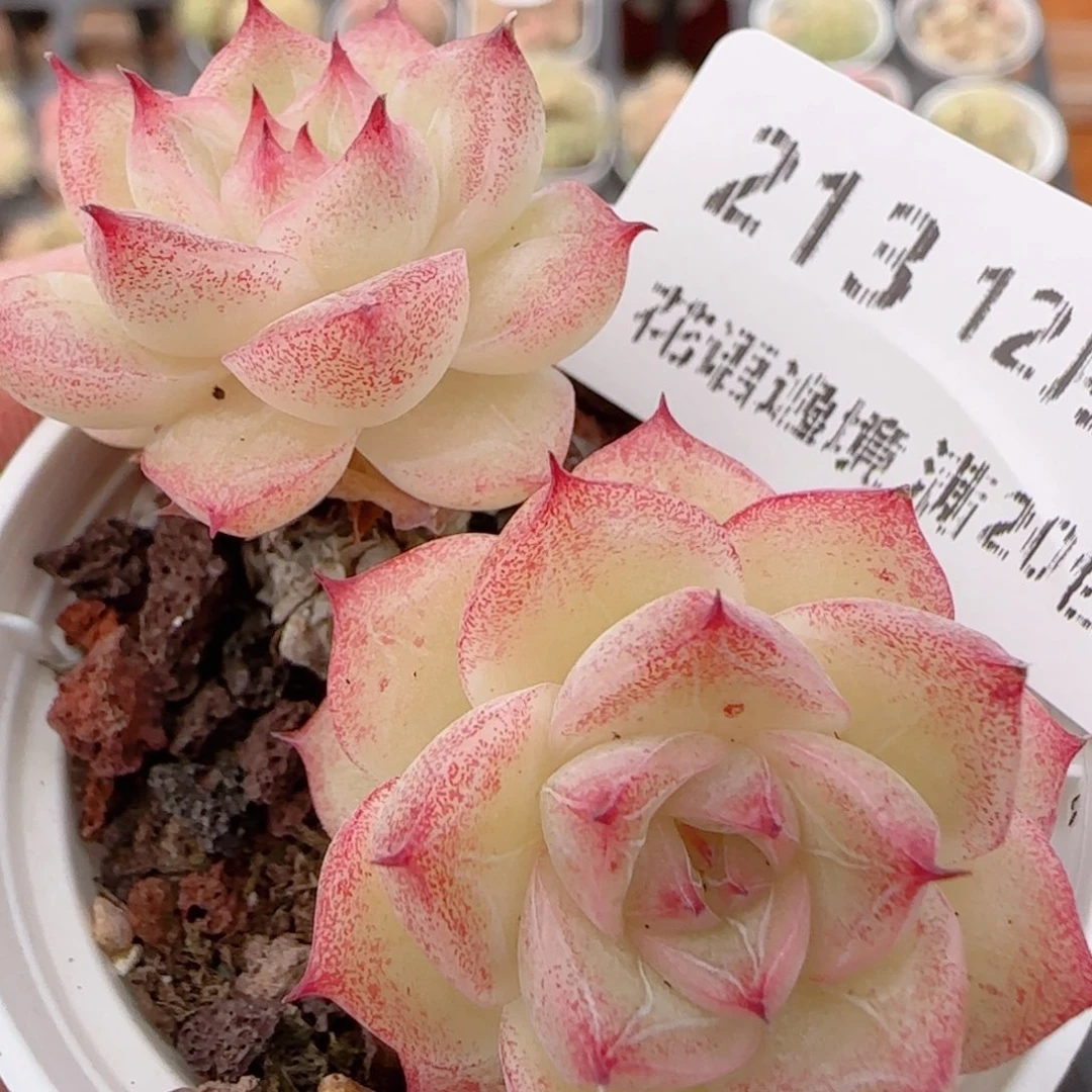 花语多肉1221-213散