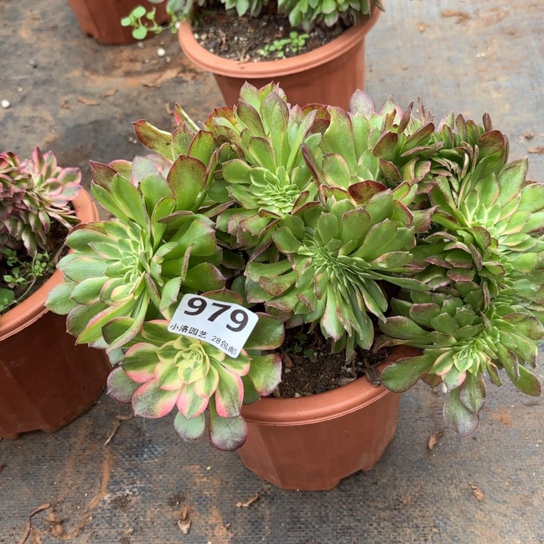 979号海王缀化多肉植物