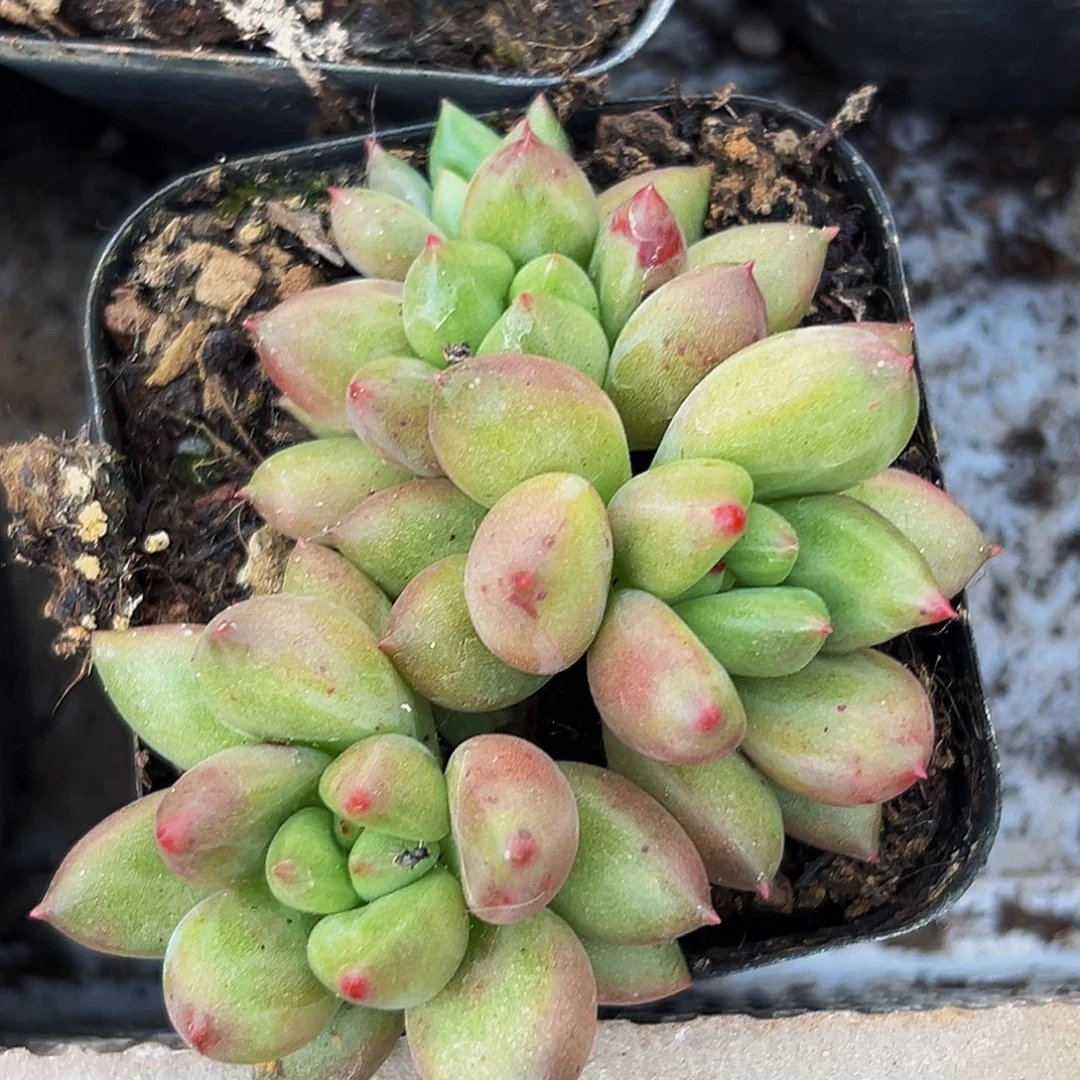 1颗美人系列多肉植物