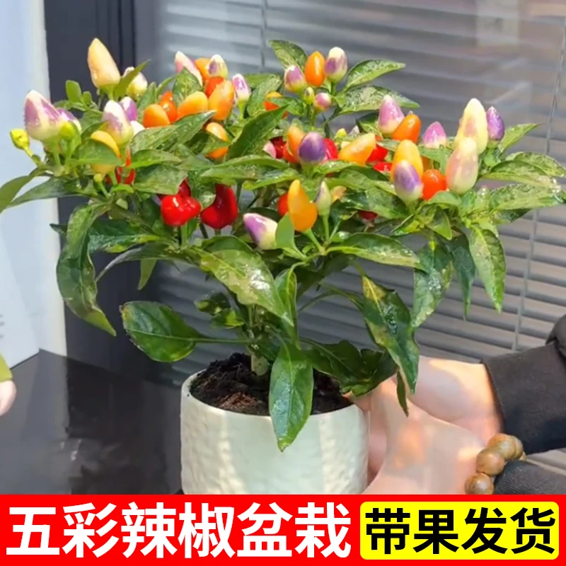 五彩辣椒盆栽带果发货阳台蔬菜盆栽七彩椒朝天椒四季开花结果