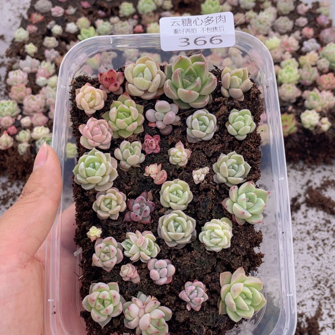 云糖心多肉植物366