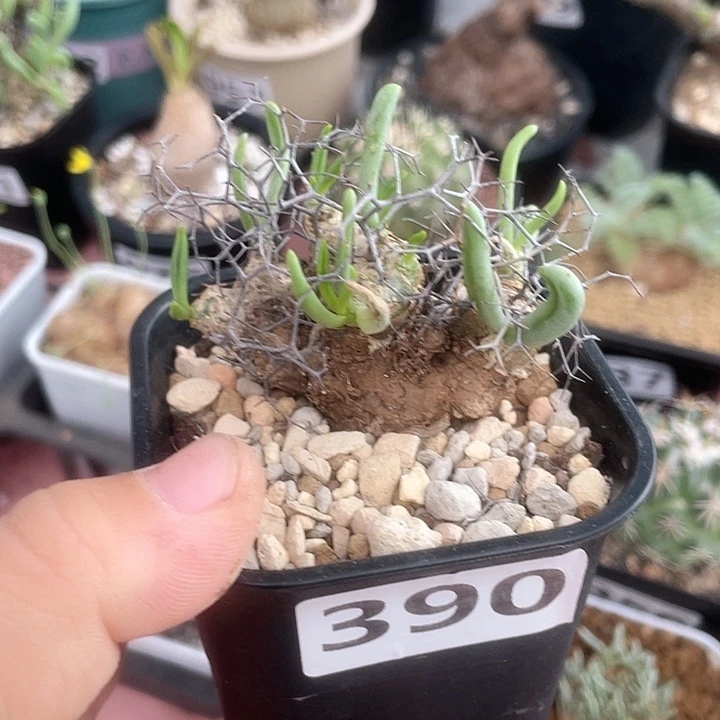 390钢丝球万物想块根