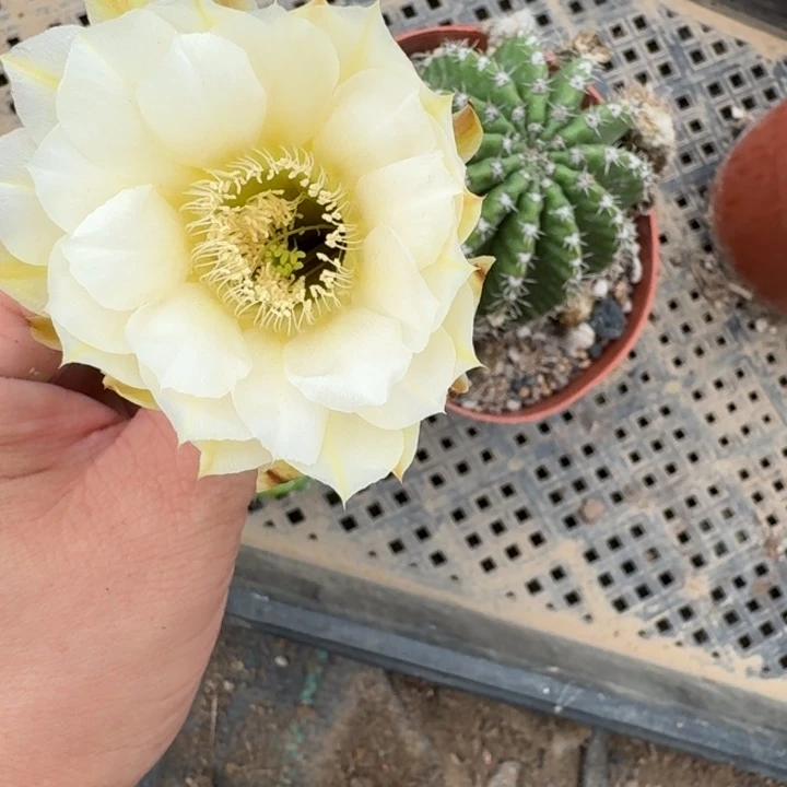 380实生彩草瘦脱土掰花斑