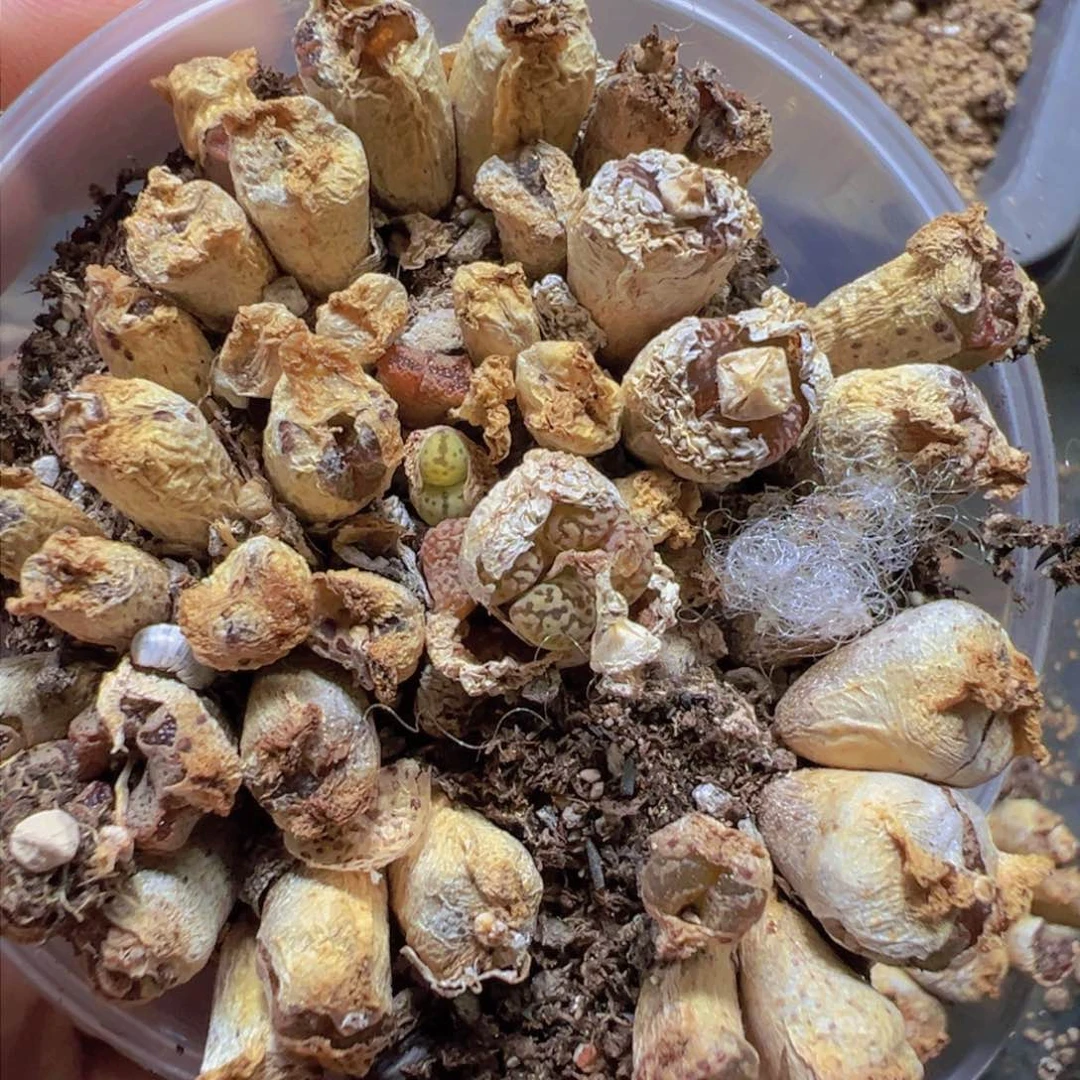 量拍勋章一碗。多肉植物