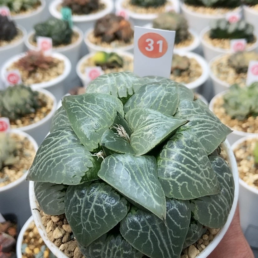 【闪购商品】31水晶101