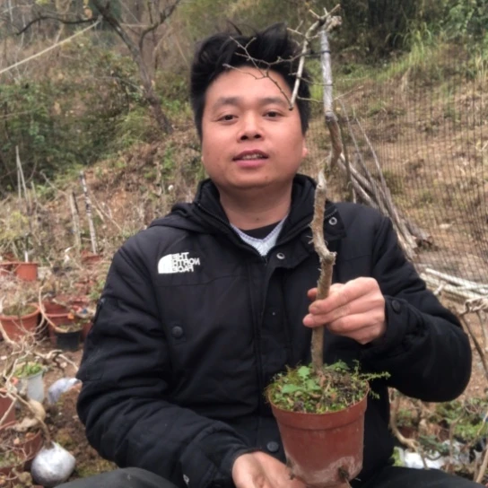盆景素材盆景载绿植黎*