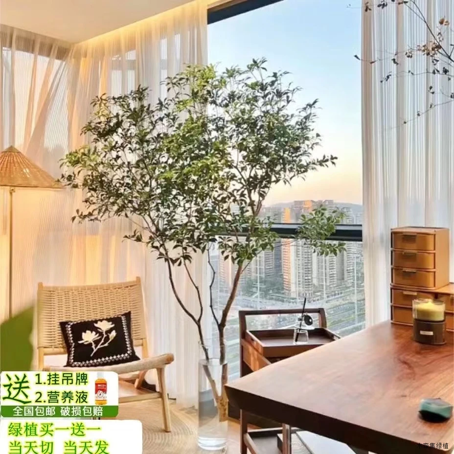 美男树150cm直播间专享