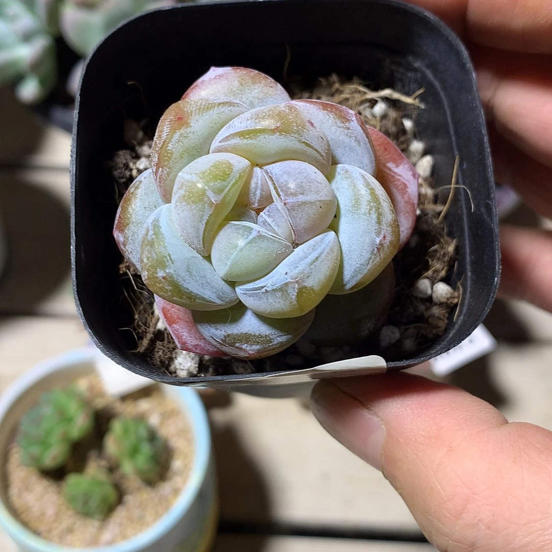 6436雪瓷多肉一颗5厘米