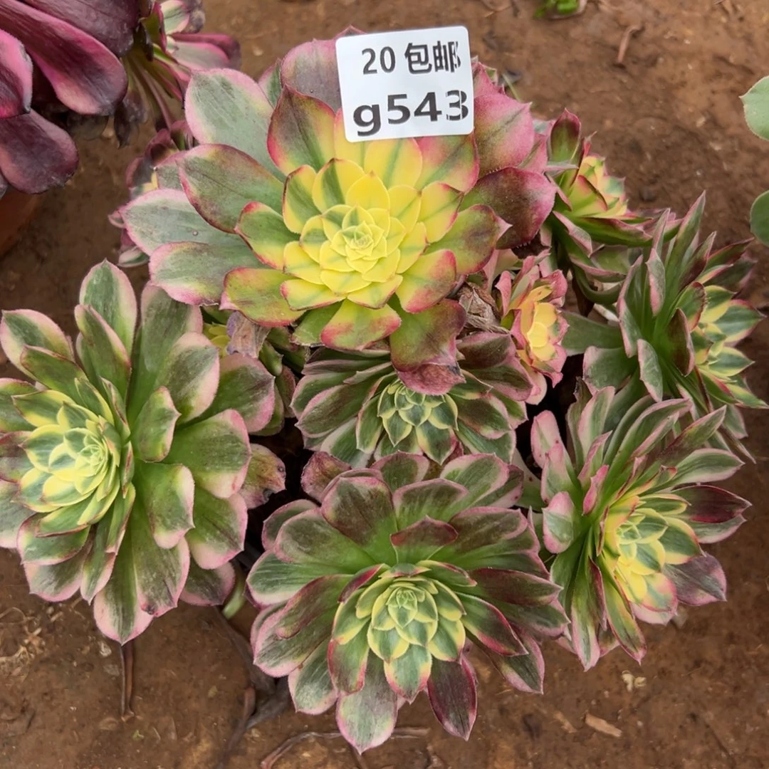 543海王，满20包邮嘟叮熊