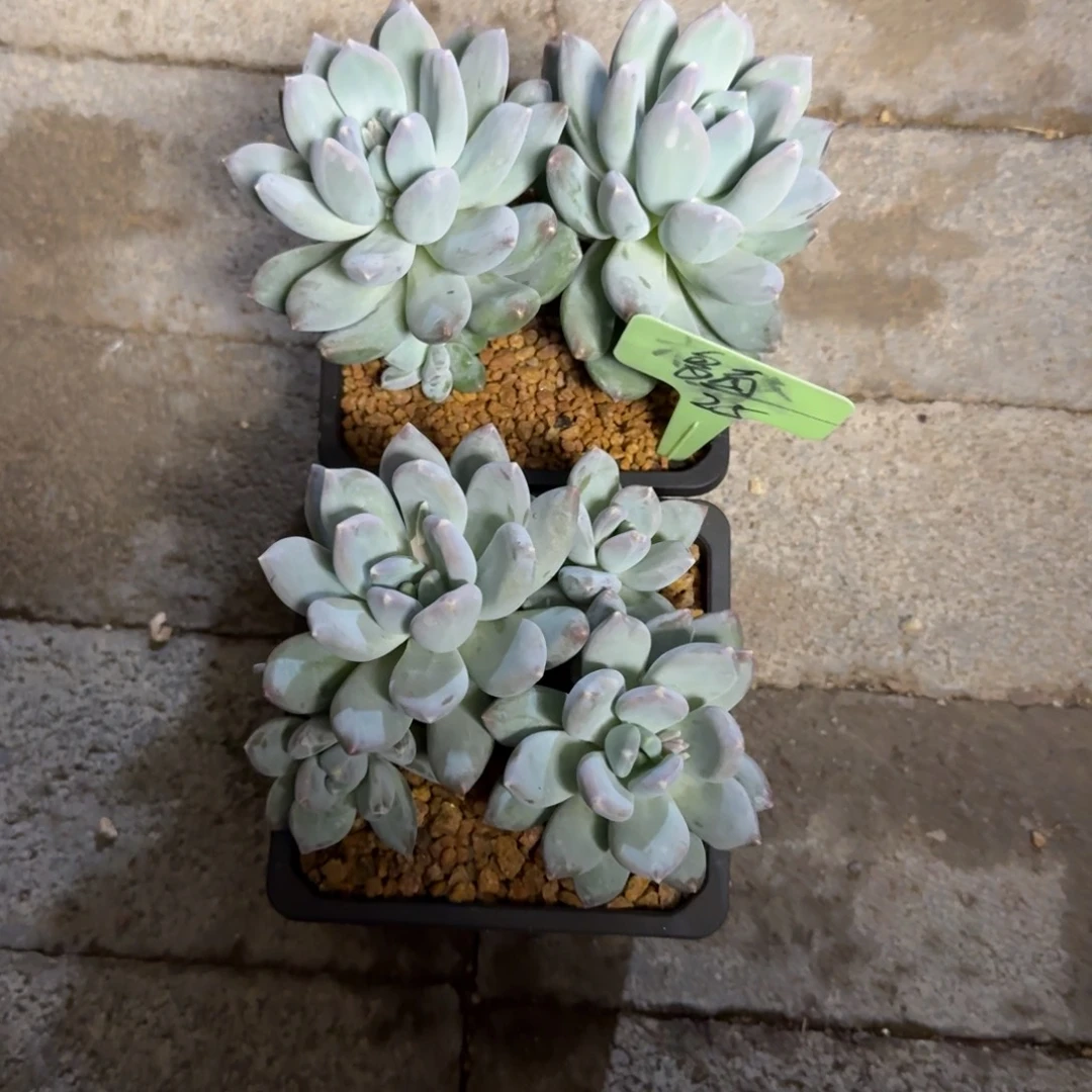 多***喵111111111111111111111