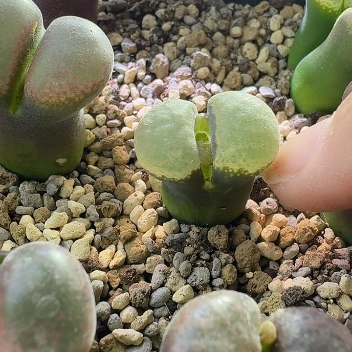 6号单头风铃一物一拍