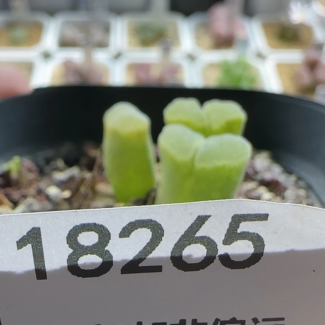 【闪购商品】二**R18265