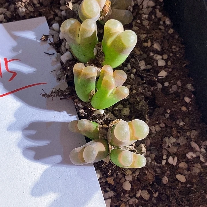 25315。  一组磁铁。