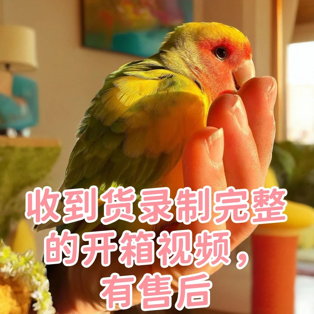 精品高纯桃脸牡丹鹦鹉一物一拍（不包性别）