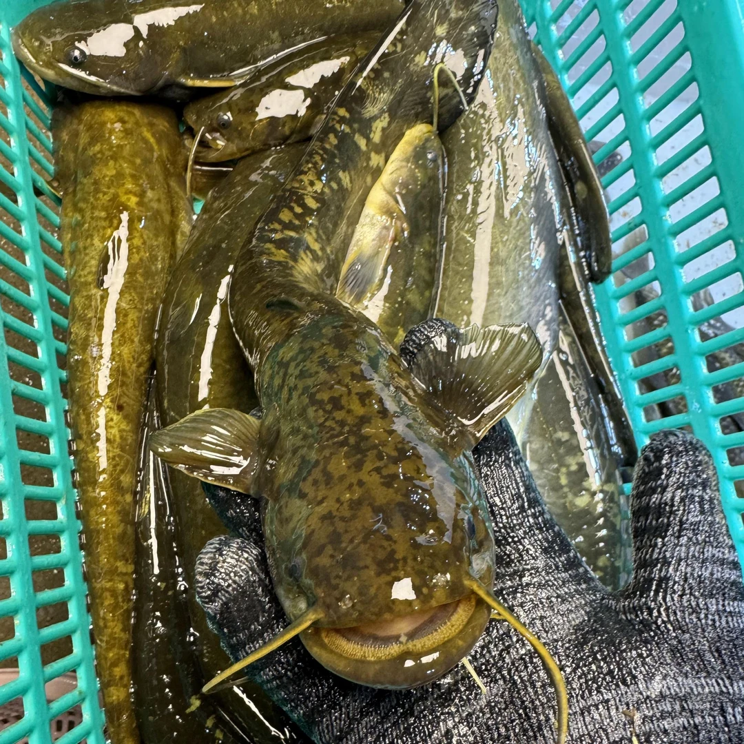 野生土鲶鱼二须鱼小口鲶鱼清水鲶鱼保鲜不保活