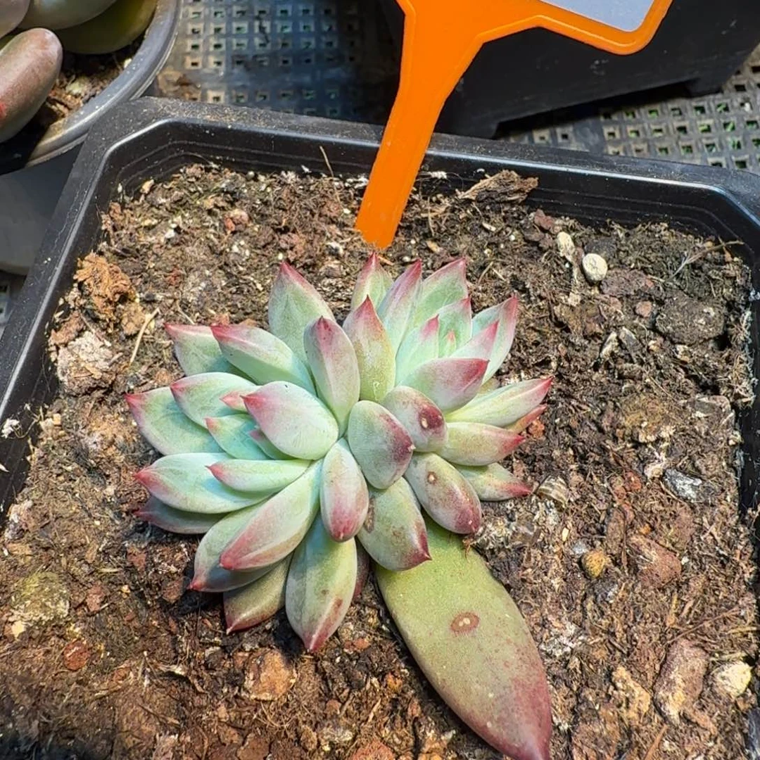 芬兰之夜一物一拍473