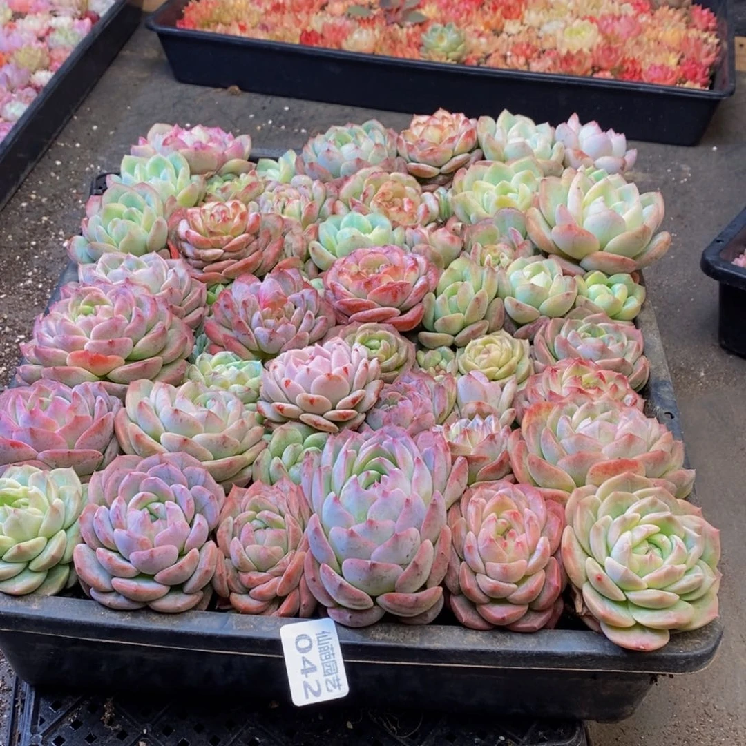 玲*042多肉植物保护研究所所长助理研究员