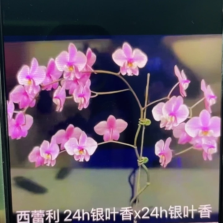 完全开放银叶全天香3寸碳棉叶小可挑苗
