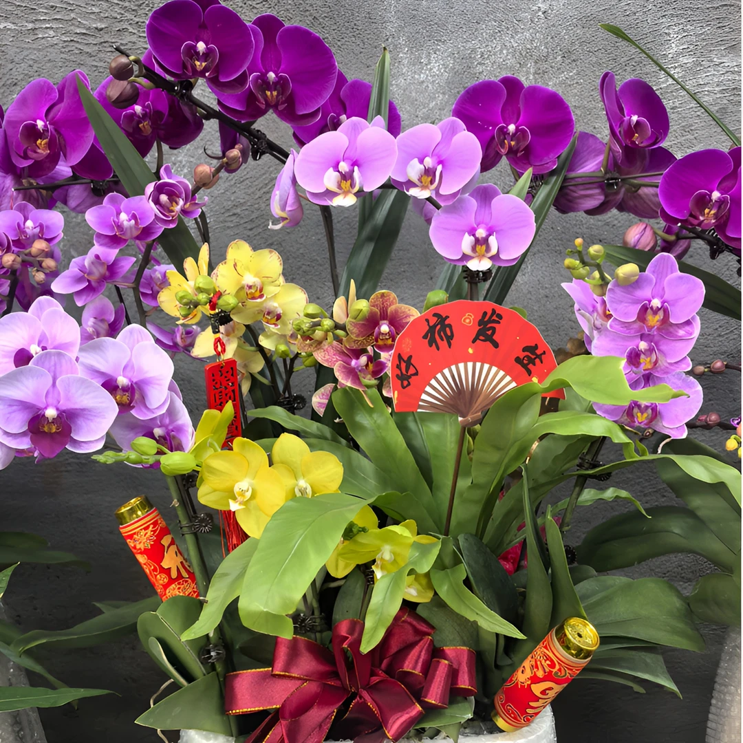 漏 蜜桃蜜桃蜜桃-2    蝴蝶兰盆栽春节新年高档年宵花