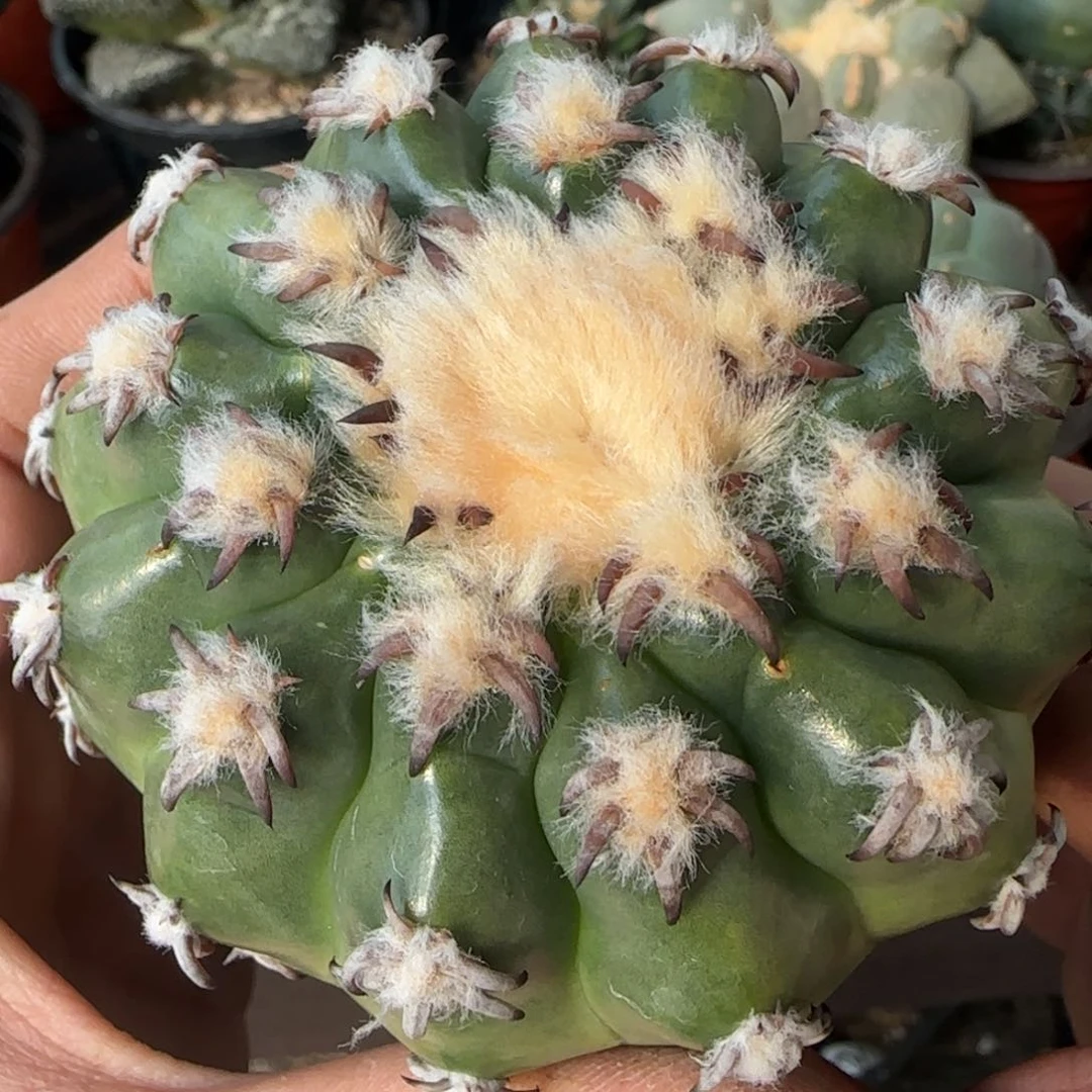 【闪购商品】豪刺猫爪圆盘836