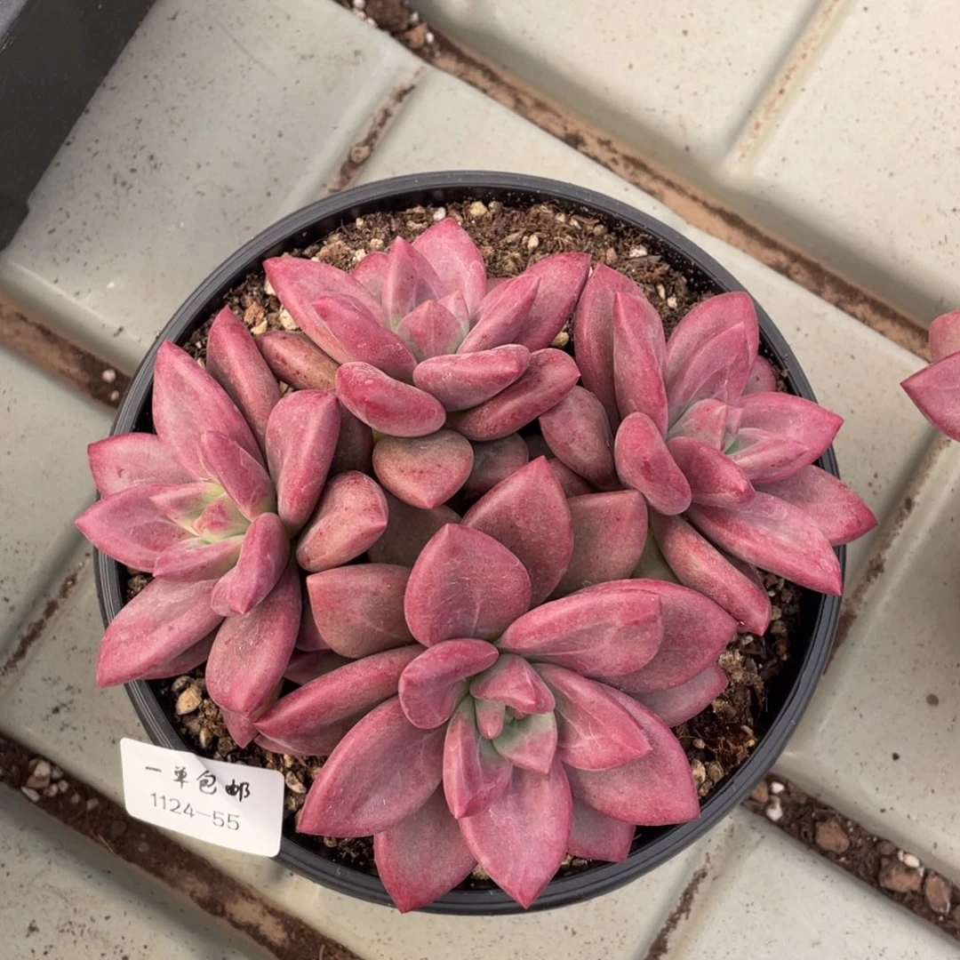 1124-55-赫菲斯托。。。。。。。