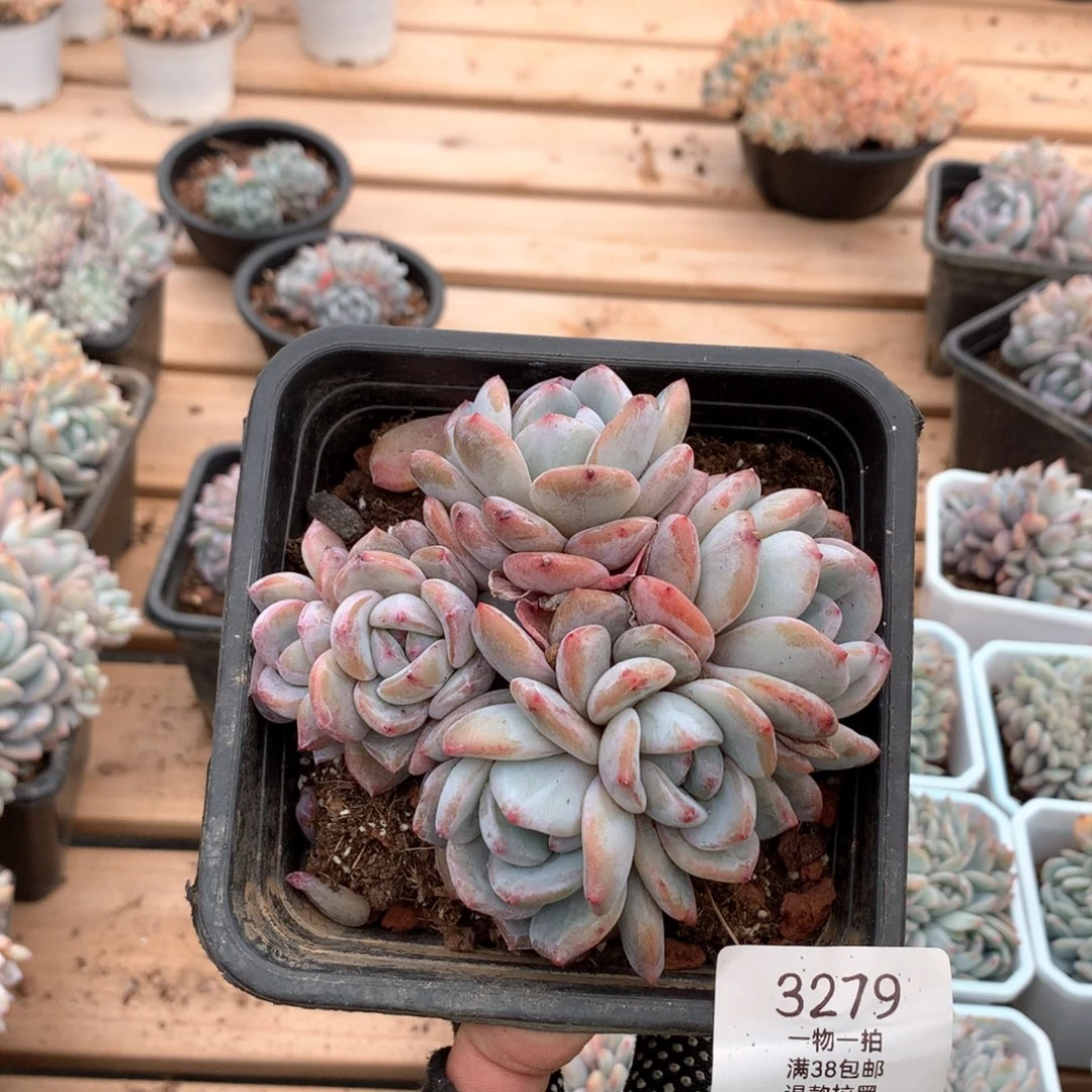 11厘米有砍六头星影朵朵3279