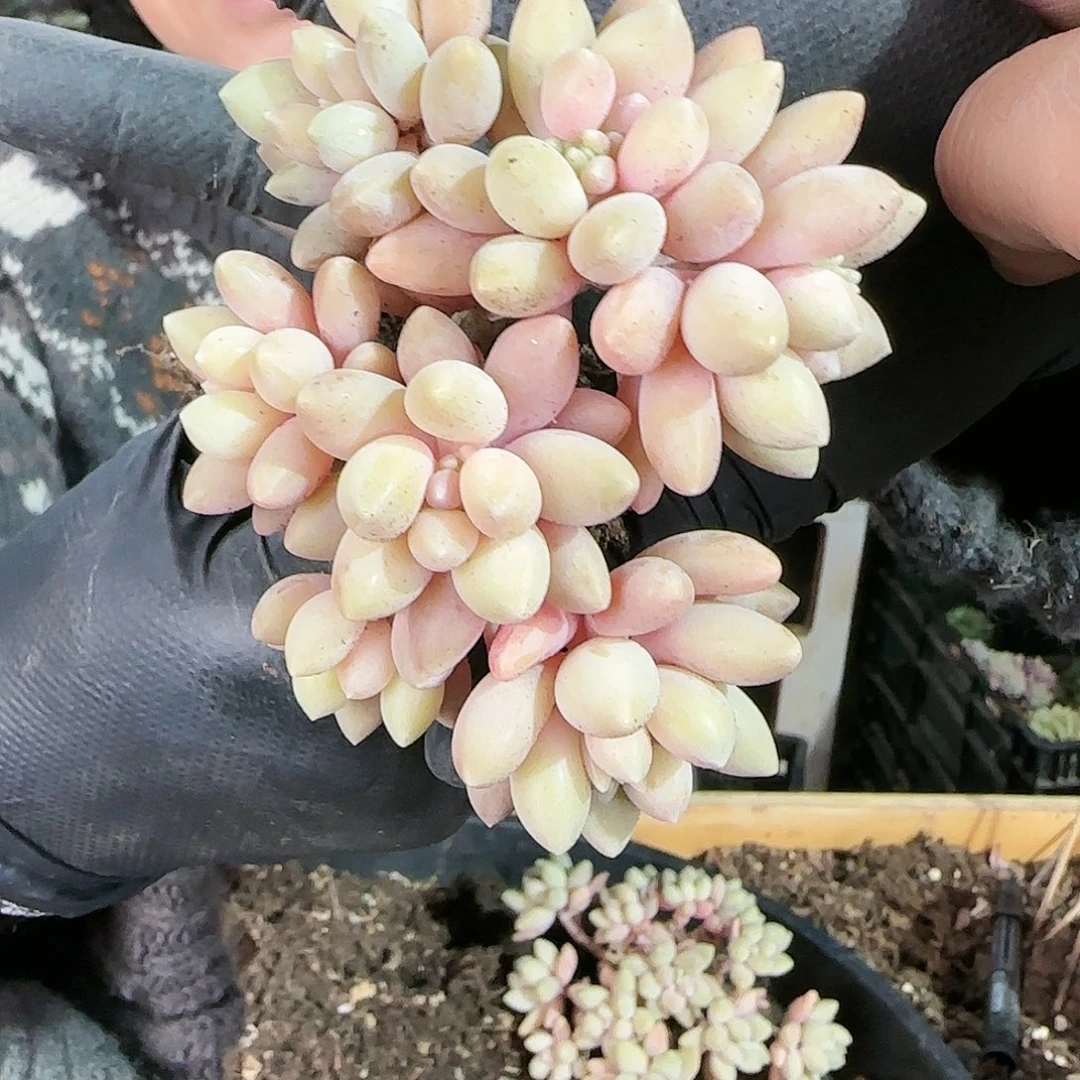 星黛露18.8            肉