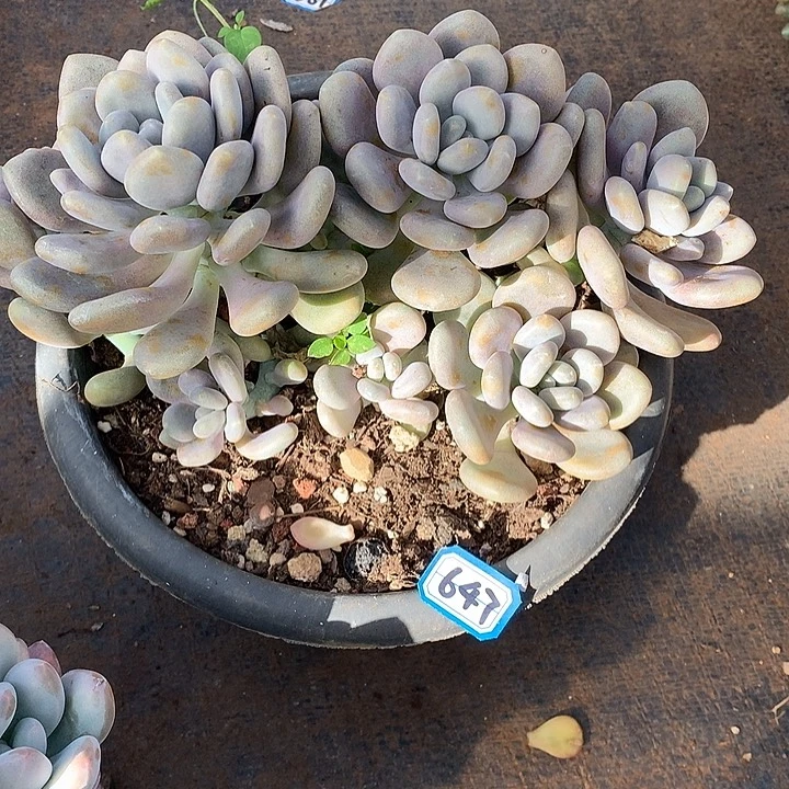 647月美人一物一拍多肉