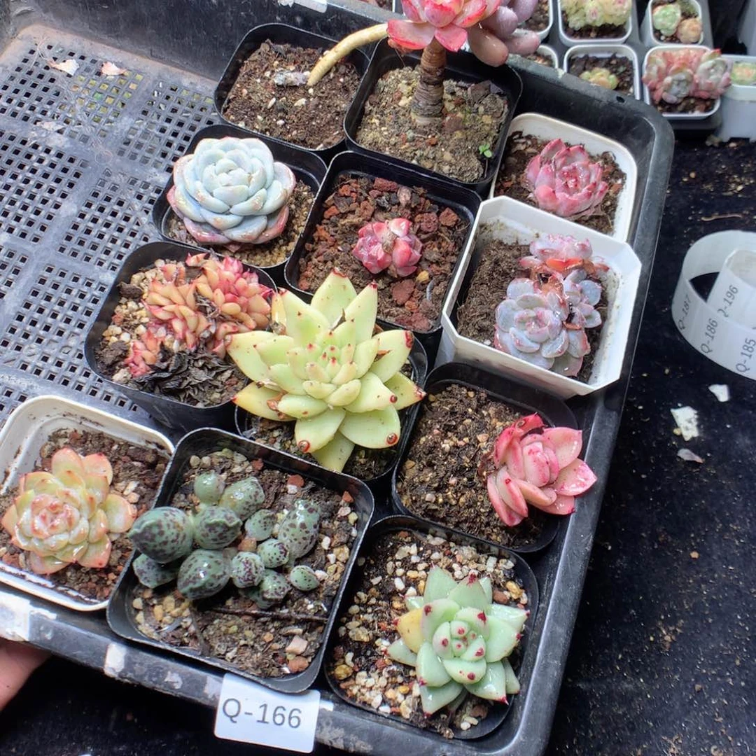 无花朵Q166 yyyyyyyy