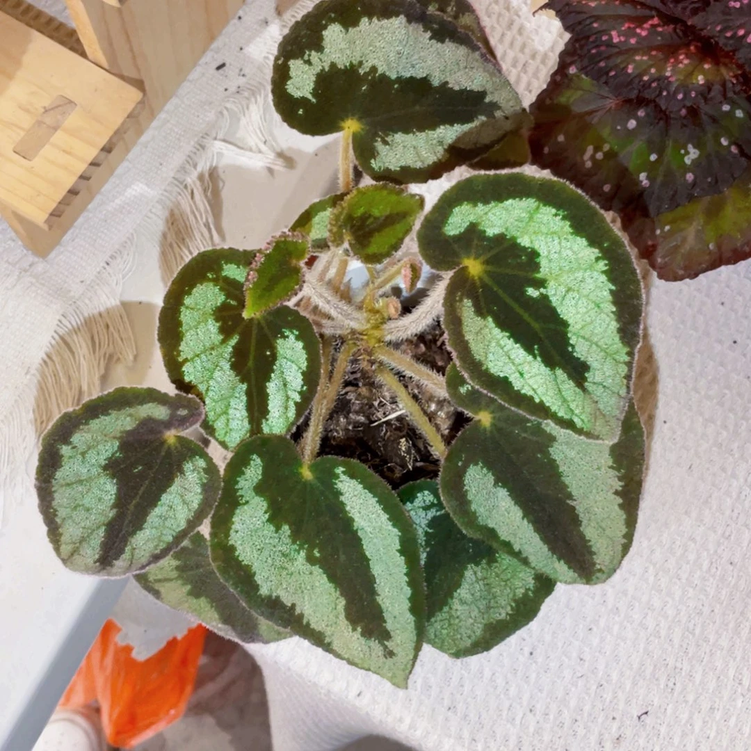 完全开放毛毯秋海棠