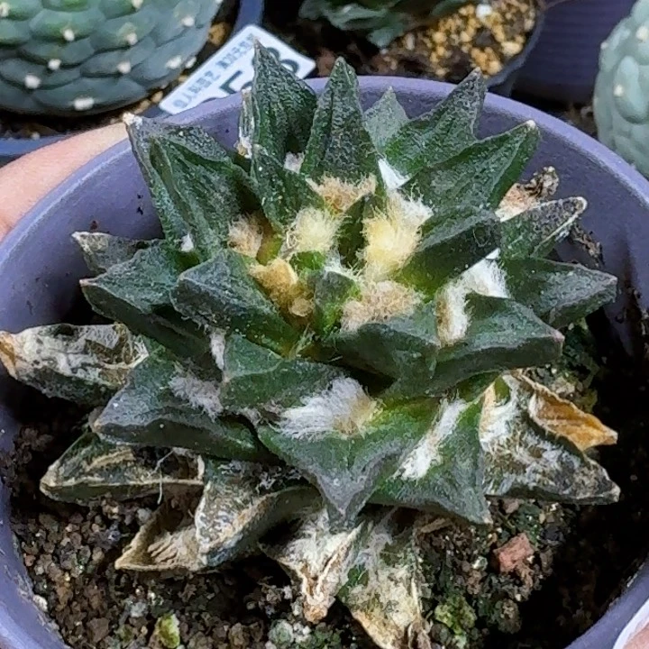 无花朵福利自根龙角263