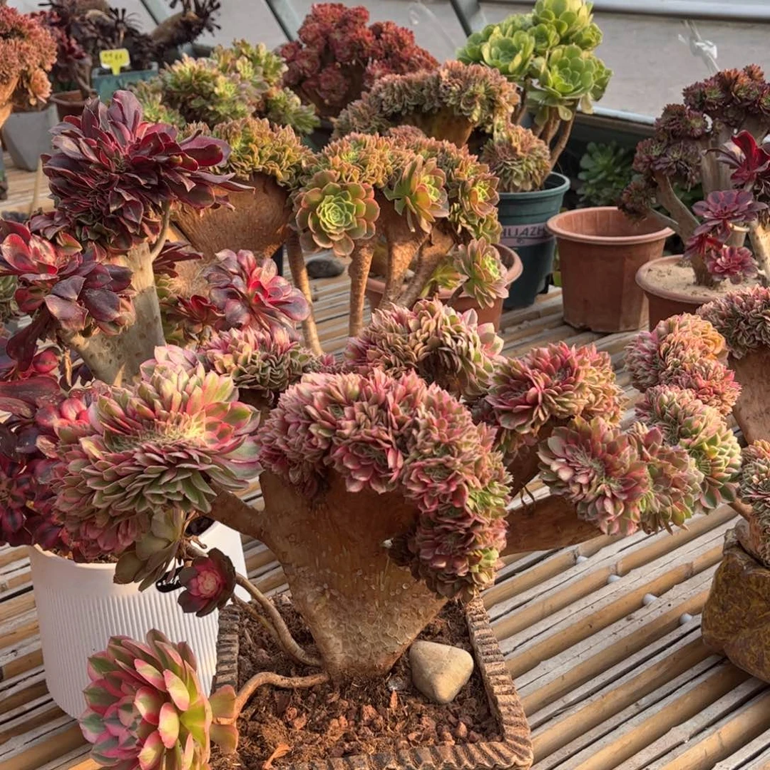 荔枝朵朵整版精品福利