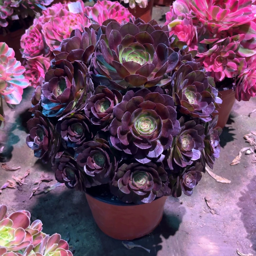 多肉植物黑美人293