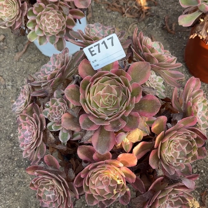 多肉植物云荷捧花