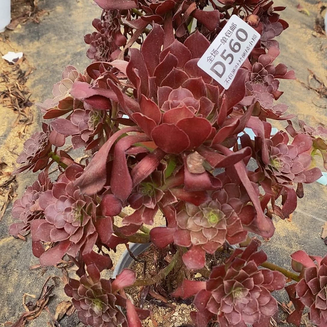 560墨铜拉丝花脸多肉