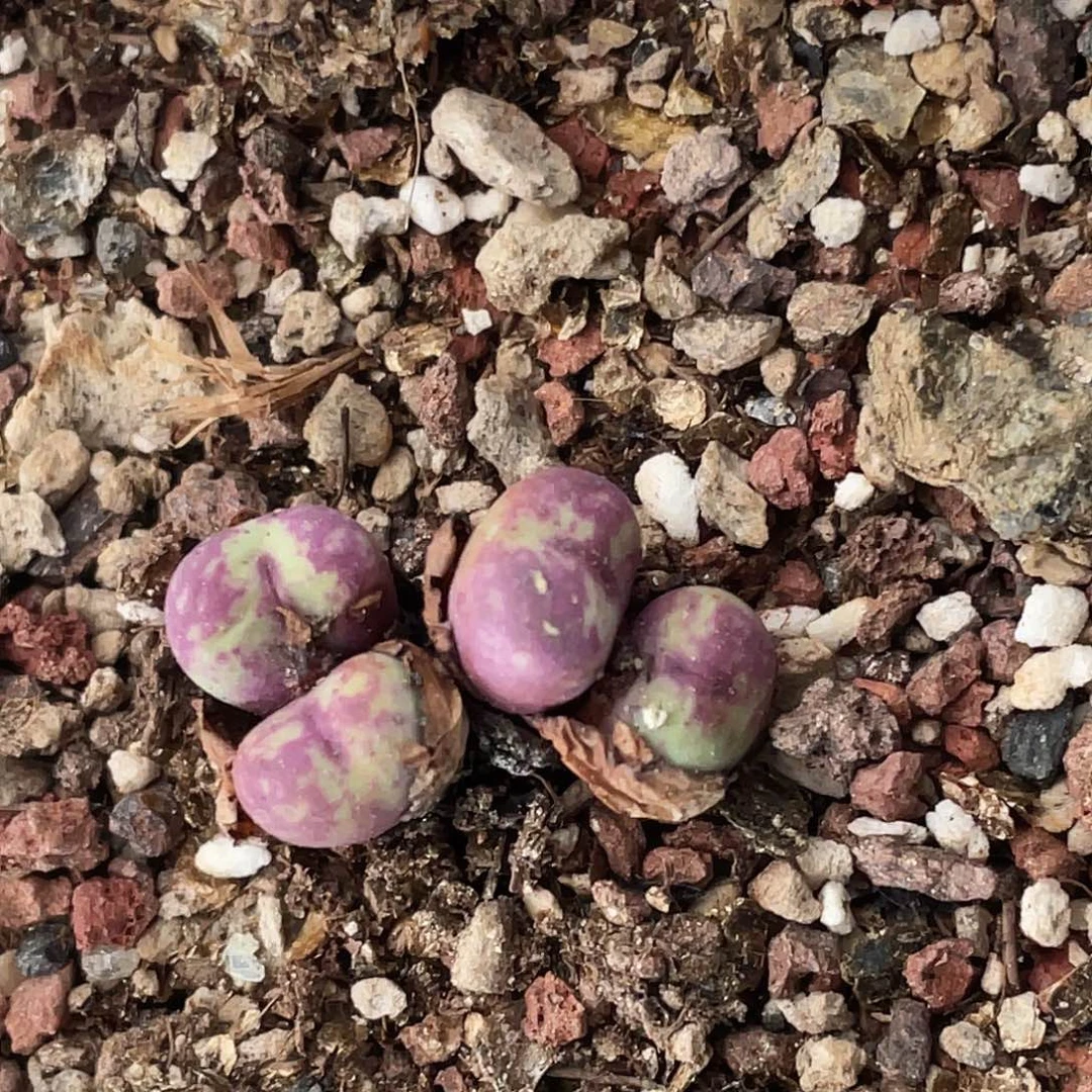 31-106嘴多肉植物肉锥