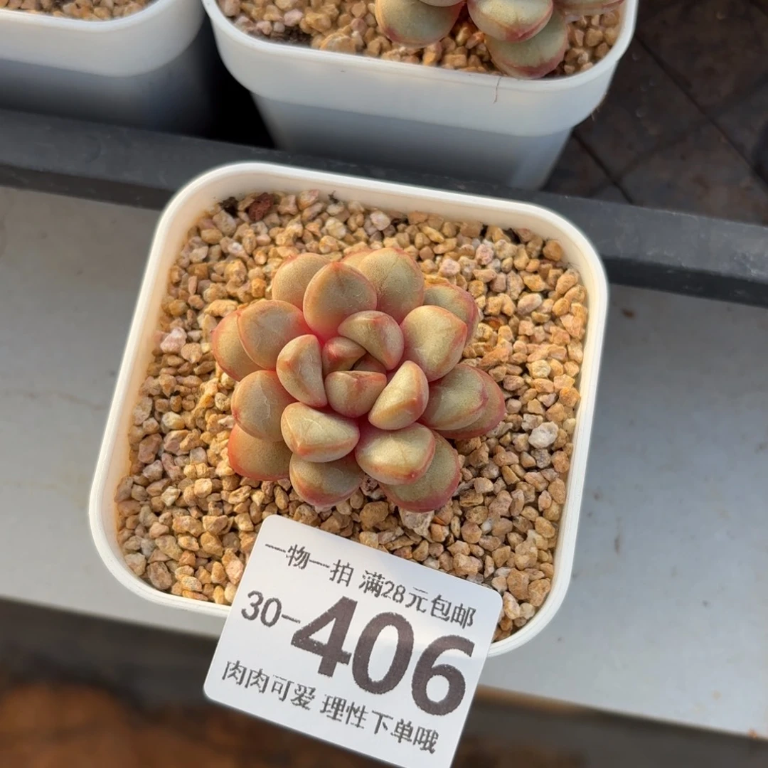 葡萄无盆土发货无