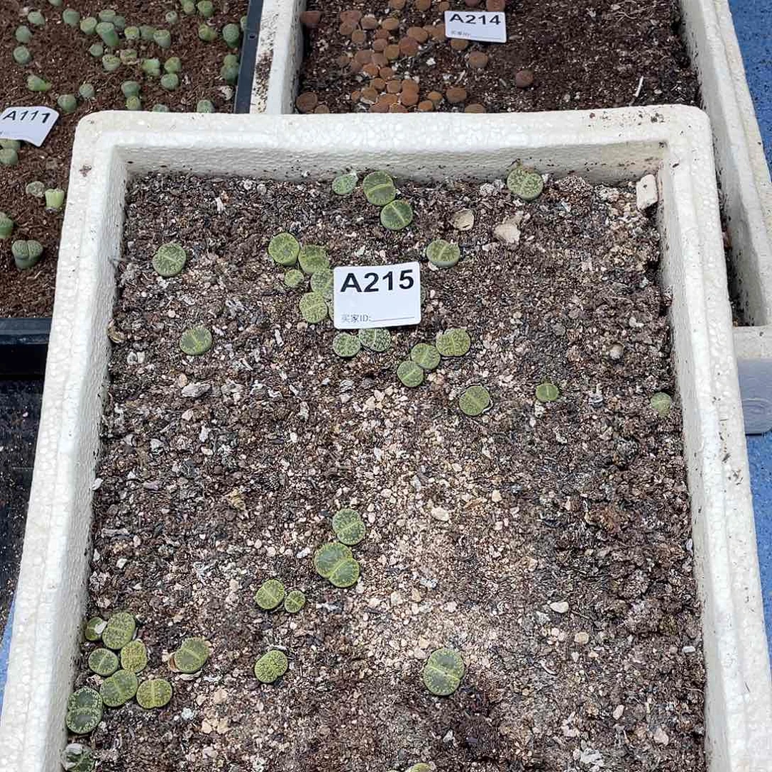 绿紫薰清筐 脱土 215