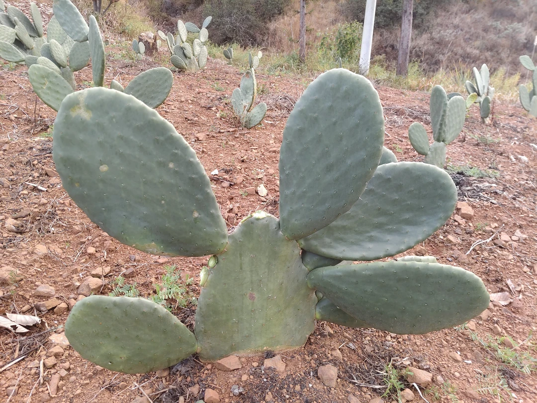 米邦塔仙人掌多肉植物仙人掌盆栽网红食材内服外用药用绿植盆栽