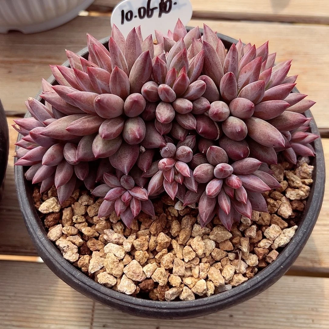 1006-10私货胖体羽毛纹虞美人