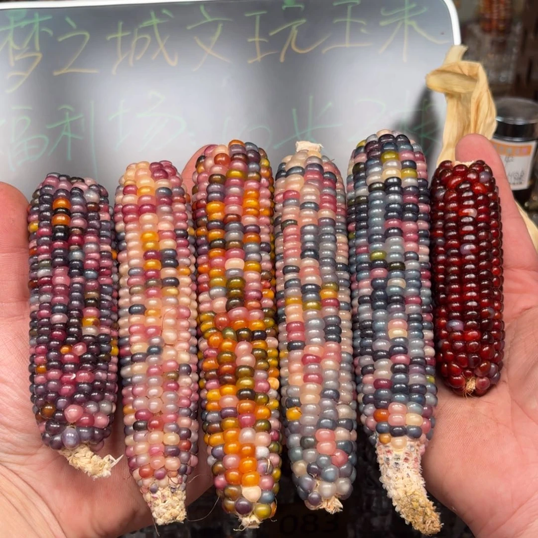 柏香籽/百香籽吊坠狗*