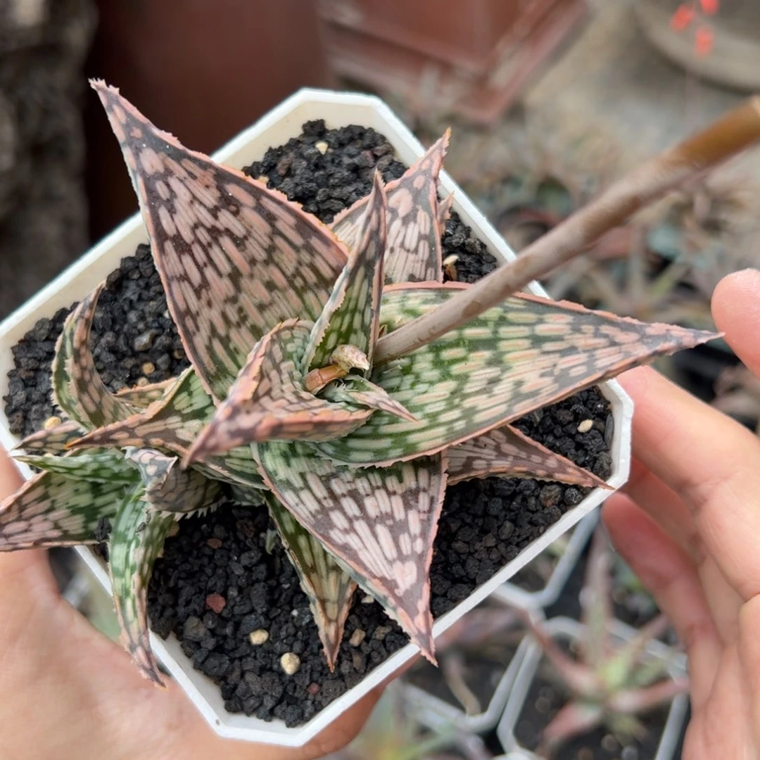 实生园艺芦荟 脱土发货