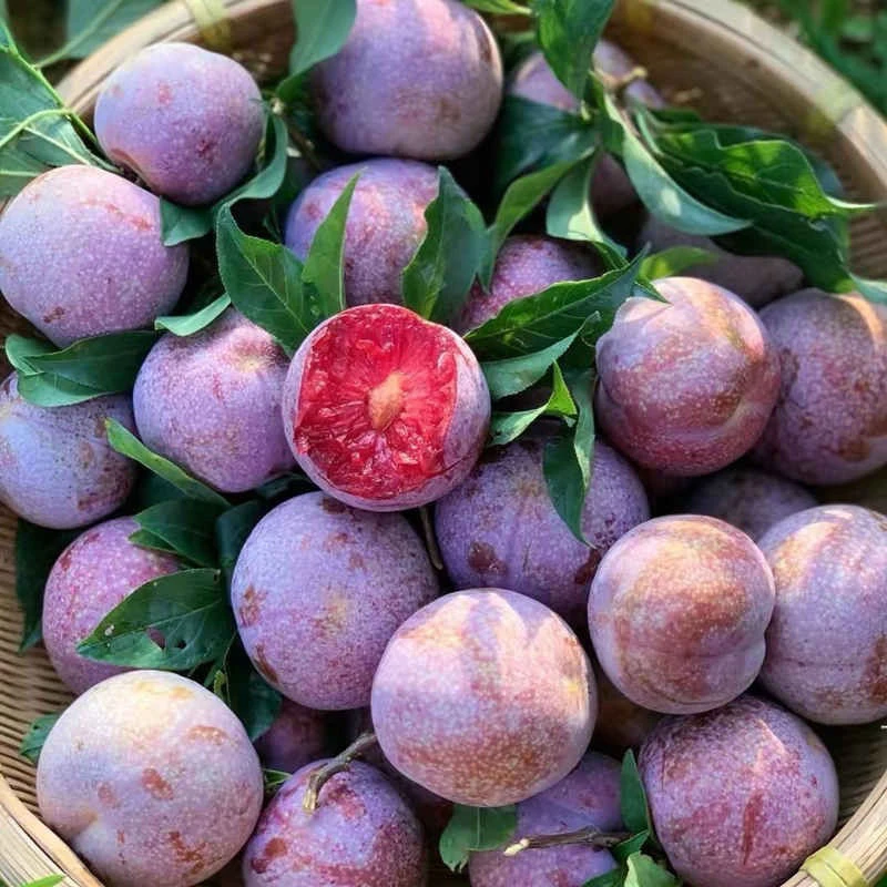 正宗三华李新鲜现摘酸脆红心当季水果9-11个头特大果