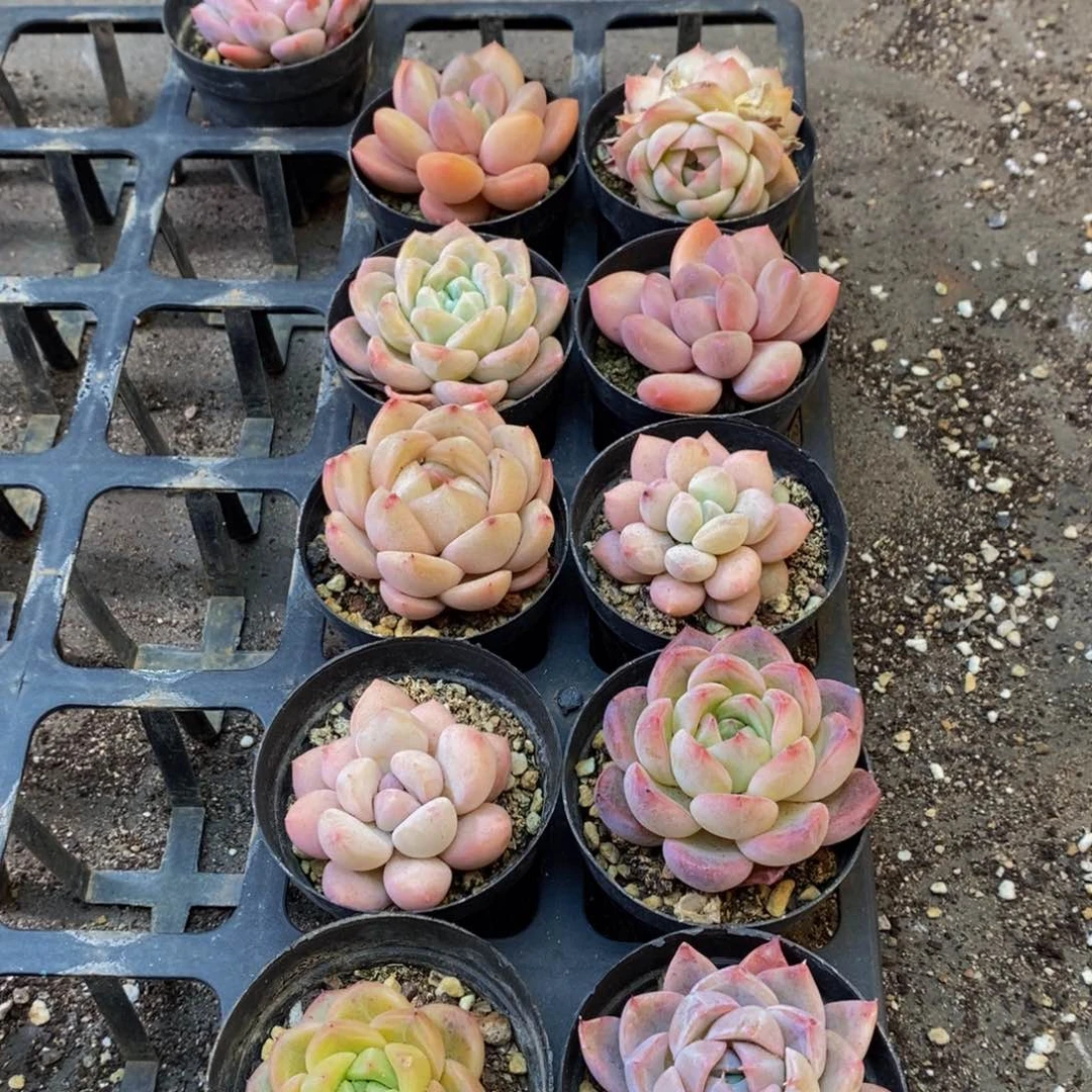 369的人生态度就是说的好