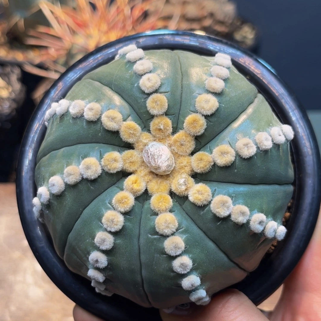 龟甲高绒Zzzzzzzzzzzzzz